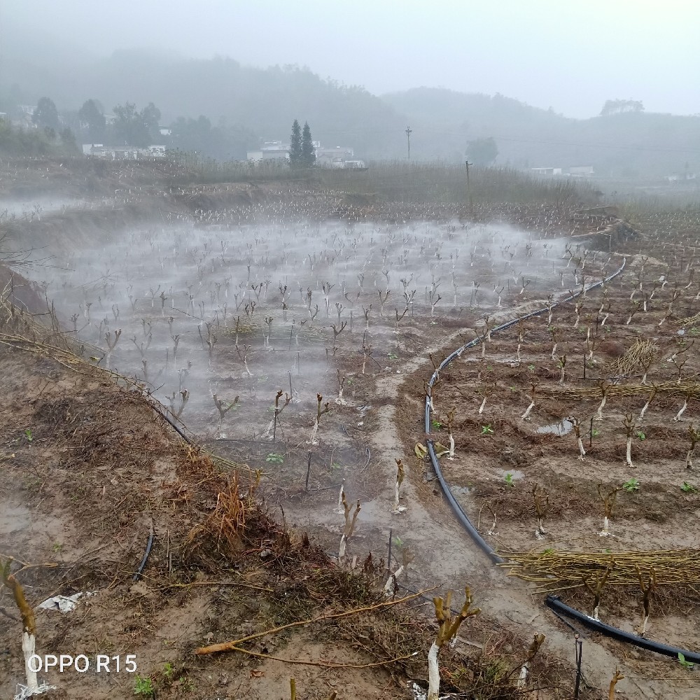 大河蠶桑園二號(hào)項(xiàng)目