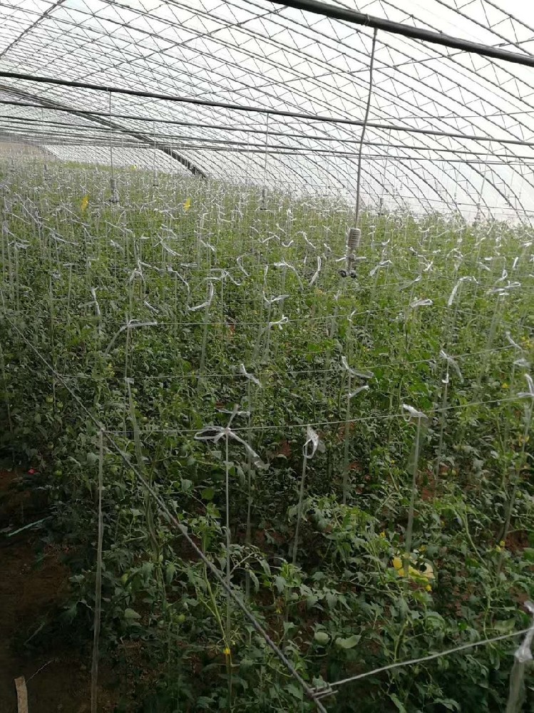 成都天府新區(qū)蔬菜園噴灌項(xiàng)目