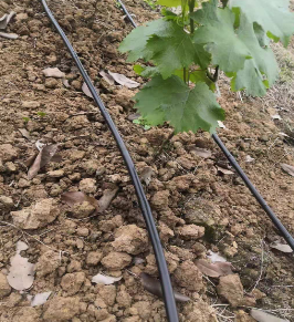 內(nèi)鑲圓柱滴灌管