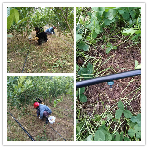 閬中佛手瓜果園項(xiàng)目