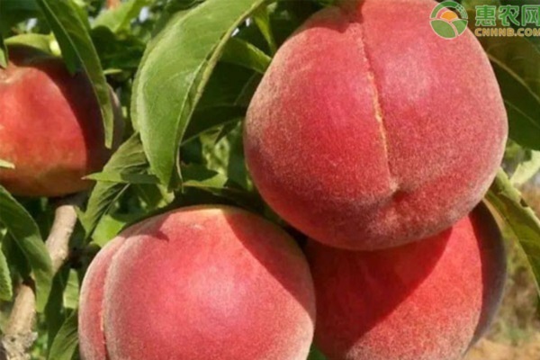 桃樹出現(xiàn)干枯枝條是怎么回事？如何防治好？