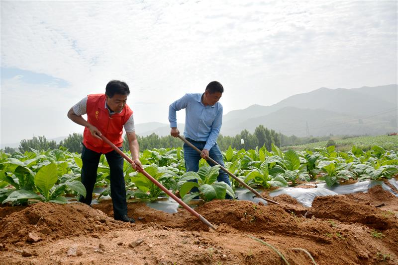 寺頭煙站站長馬強(qiáng)（左）與劉金國在煙田開挖排水溝。
